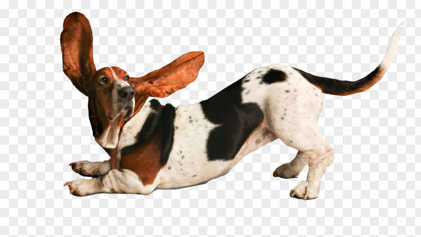 Puppy Basset Hound Yoga Dogs Beagle Doga PNG