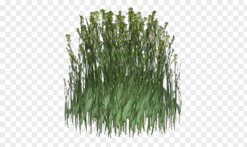 Sweet Grass Flora Advertising Animated Film Plant Stem PNG