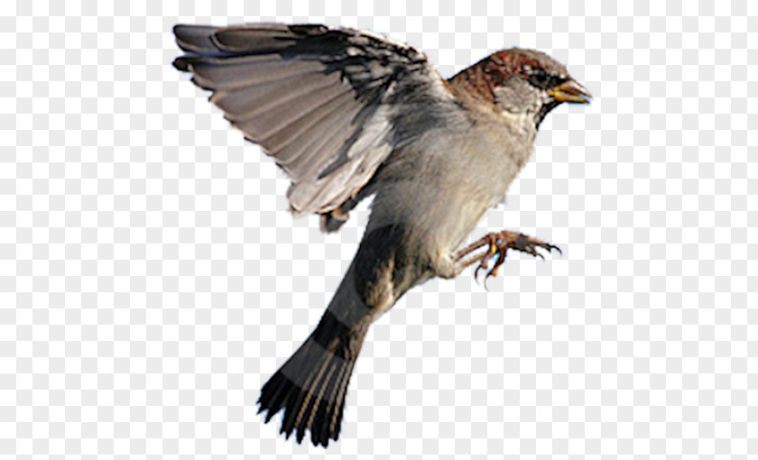 Bird House Sparrow Flight Northern Grey-headed Eurasian Tree PNG