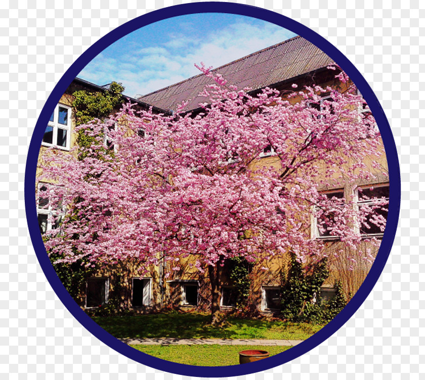 Cherry Blossom Lilac ST.AU.150 MIN.V.UNC.NR AD PNG