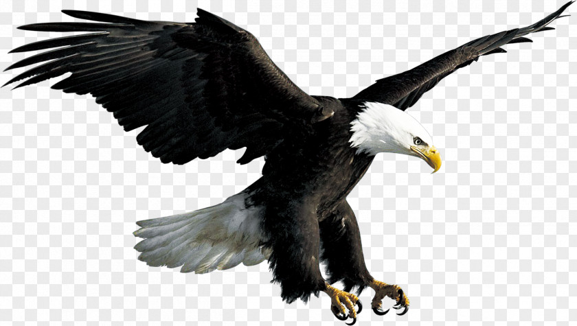 Eagle Bald Flight Bird PNG