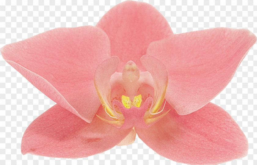 Flower Moth Orchids Petal TOMURU PNG