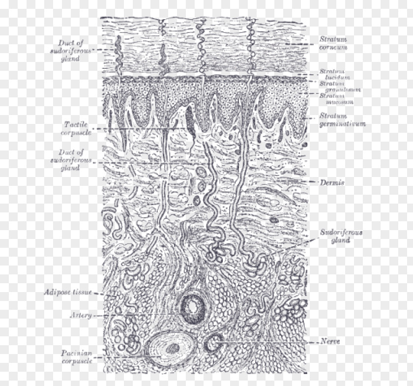 Gland Gray's Anatomy Human Skin Tactile Corpuscle PNG
