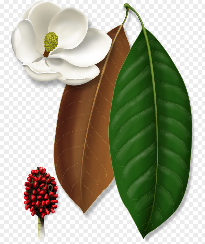 Magnolia Family Southern Leaf Flower Plant Anthurium Tree PNG