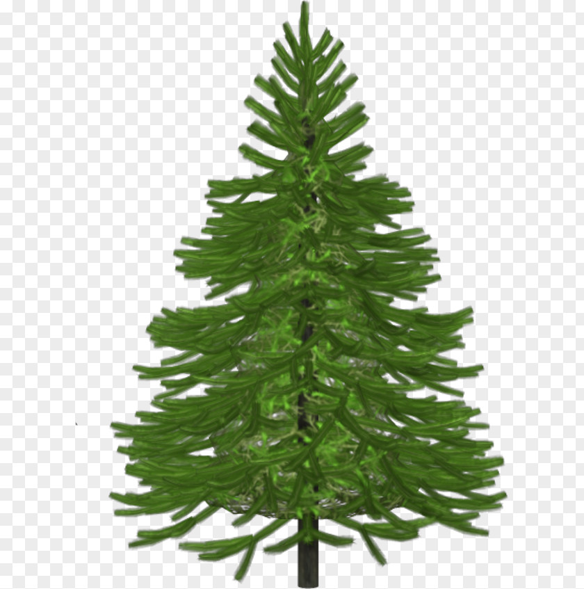 Pine Leaves Spruce Christmas Tree Abies Alba PNG