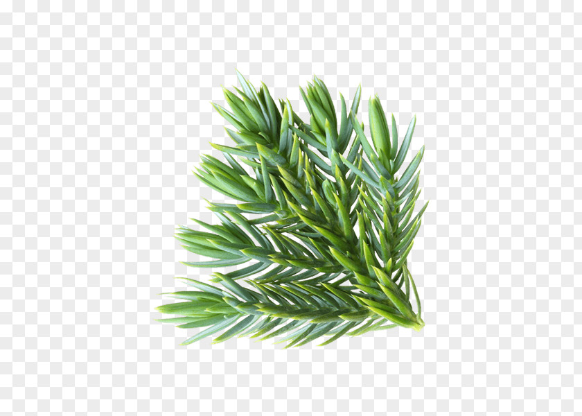 Pine Leaves Spruce Leaf Conifers Common Juniper PNG