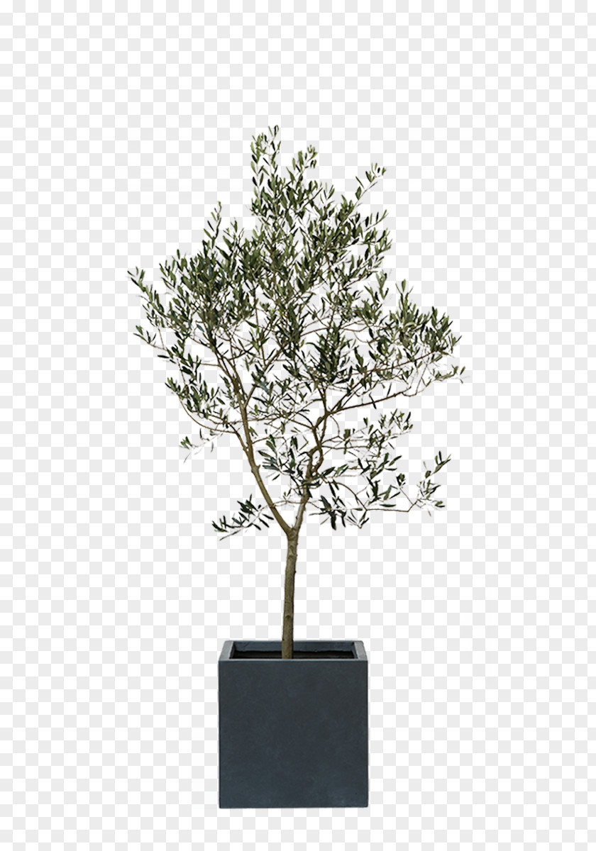 Green Love Houseplant Gum Trees Silverberry Myrtle Family Araliaceae PNG
