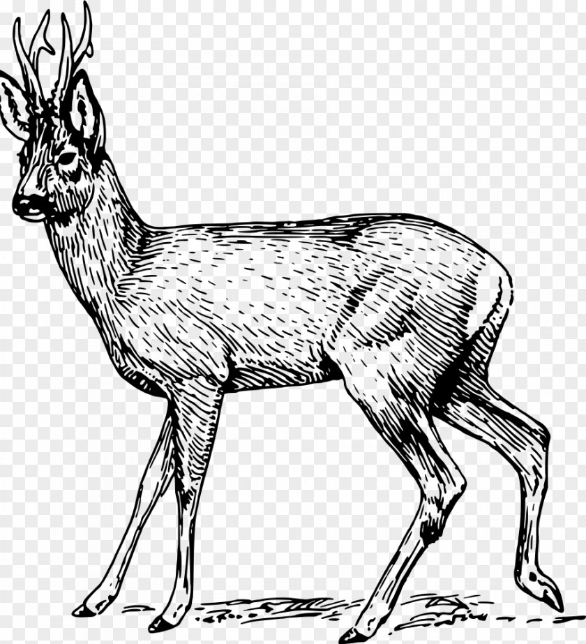 Deer Roe Musk Deers Clip Art PNG