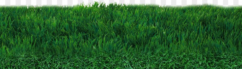 Field Transparent Lawn Football Pitch Artificial Turf PNG