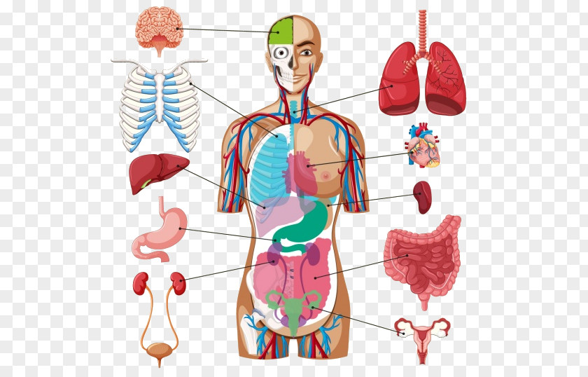 Human Body Organ Diagram Anatomy PNG body Anatomy, others clipart PNG