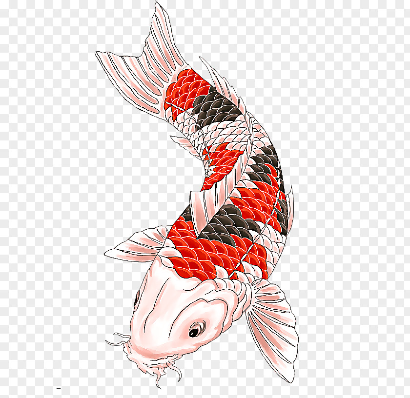 Tail Fish Koi Carp PNG