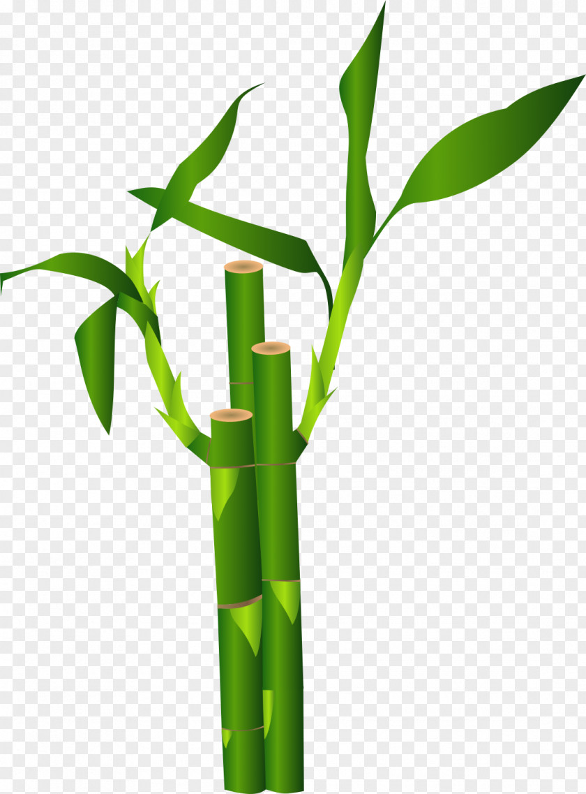Bamboo Clip Art Vector Graphics Image PNG