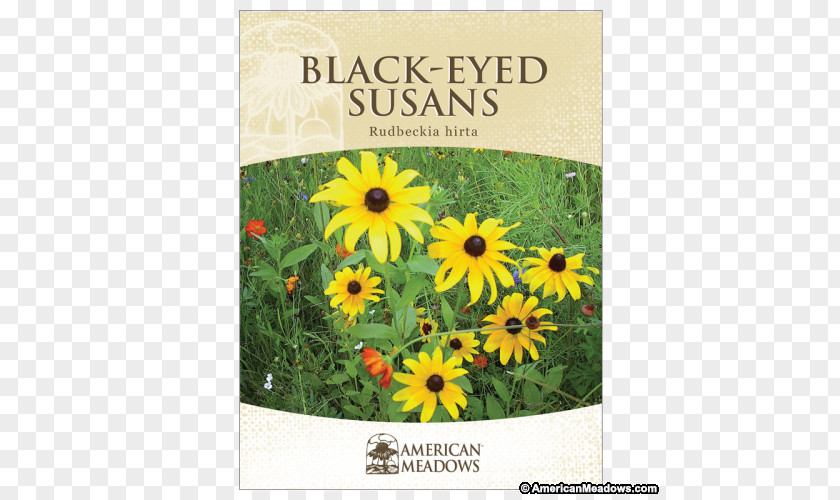 Hardiness Zone Sunflower Seed Black-eyed Susan Sunflowers Wildflower PNG