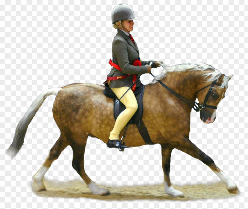 Horse Riding Welsh Pony (Section B) Mare And Cob Equestrian PNG