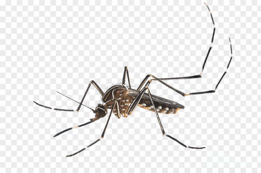 Insect Yellow Fever Mosquito Aedes Albopictus Vector PNG