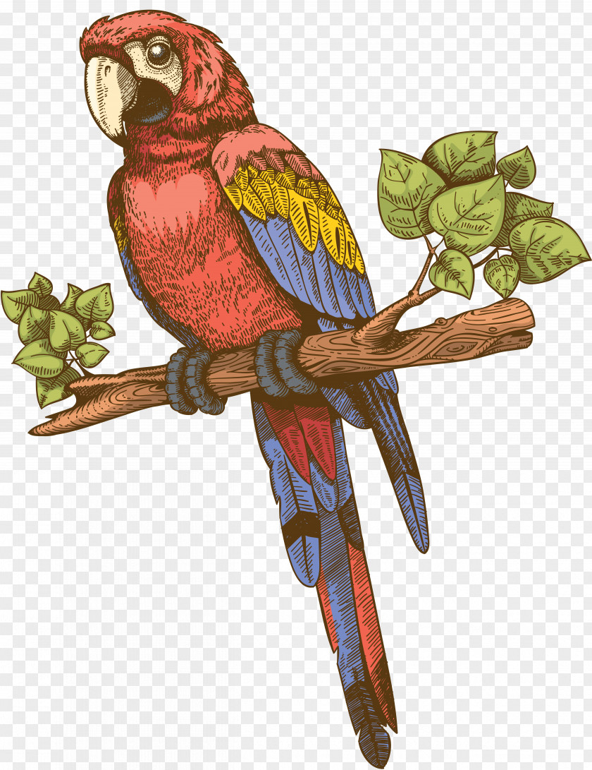 Parrots Parakeet Clip Art PNG