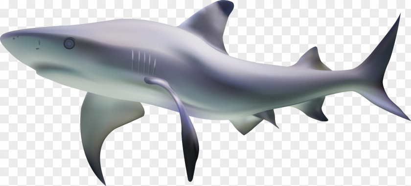 Sharks Seabed Shading Vector Material Tiger Shark Fish PNG