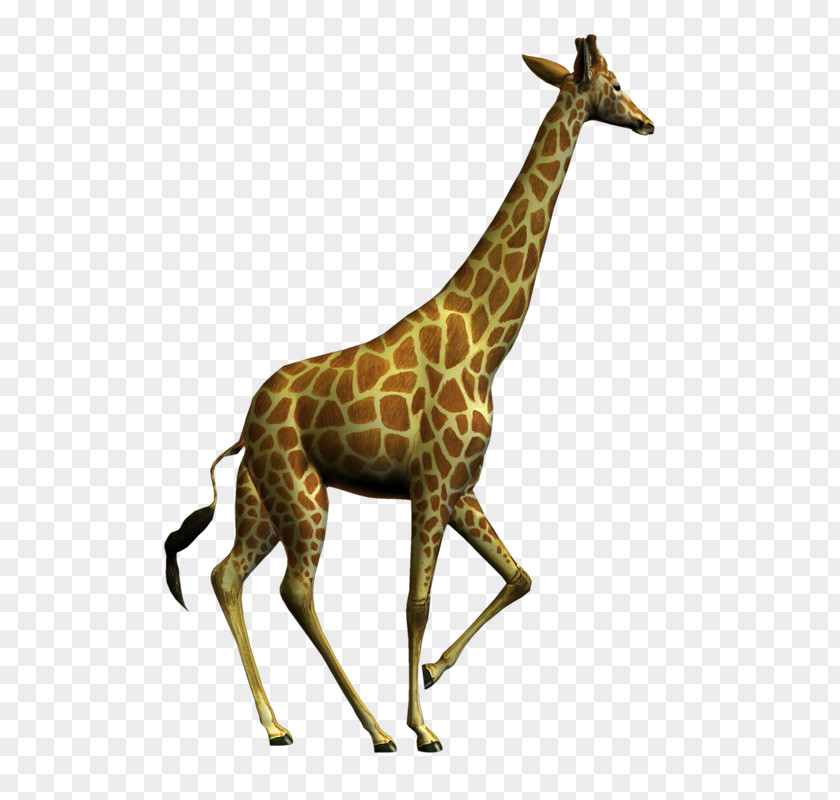 Vbs Northern Giraffe Clip Art PNG