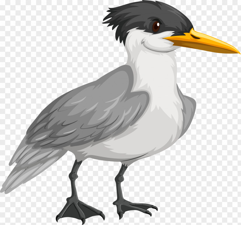 Bird Gulls Wader Common Tern Arctic PNG