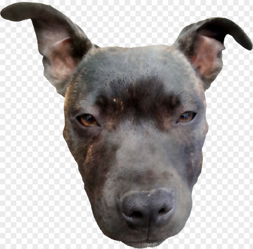 Dog Breed American Pit Bull Terrier Staffordshire PNG