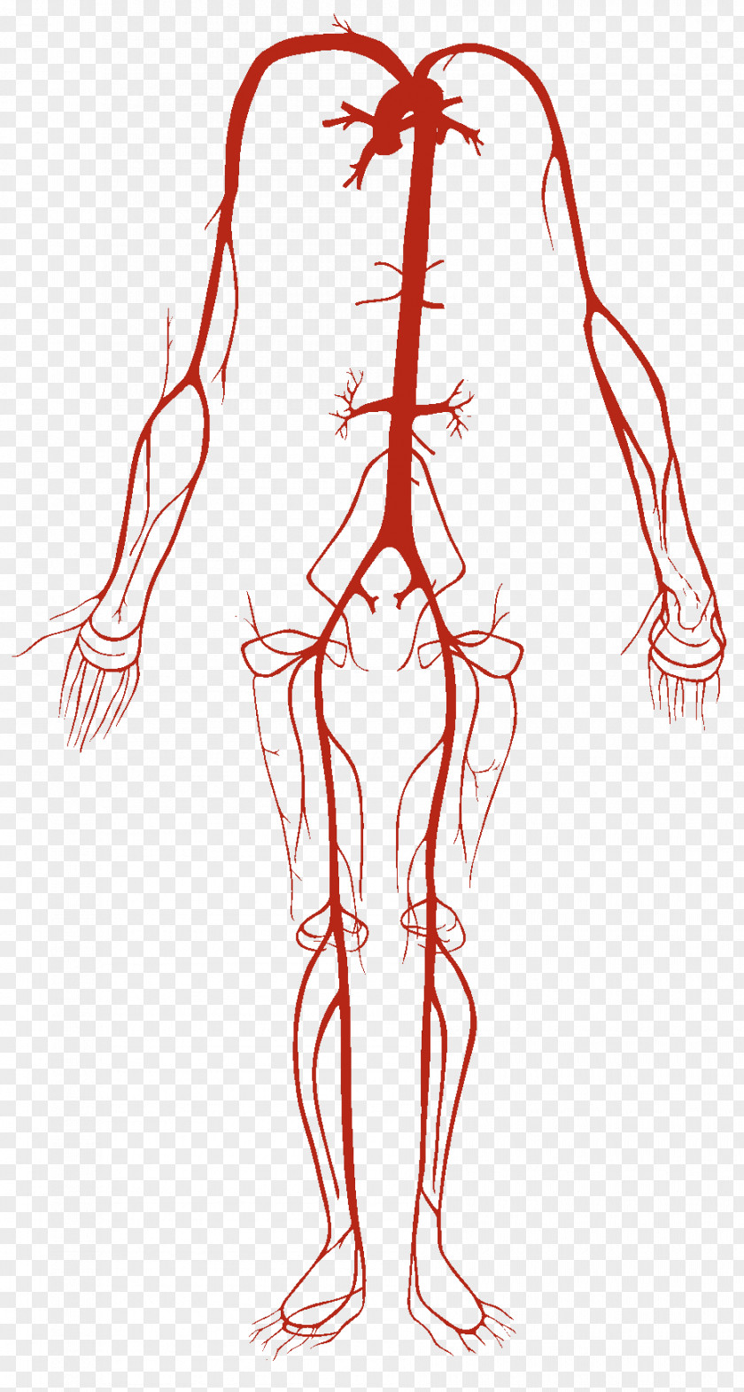 Heart Artery Vein Circulatory System Human Body Blood Vessel PNG