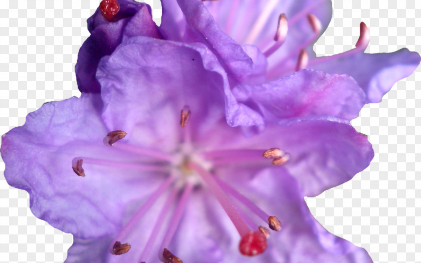 Lilac Flower Violet Blue Rose PNG