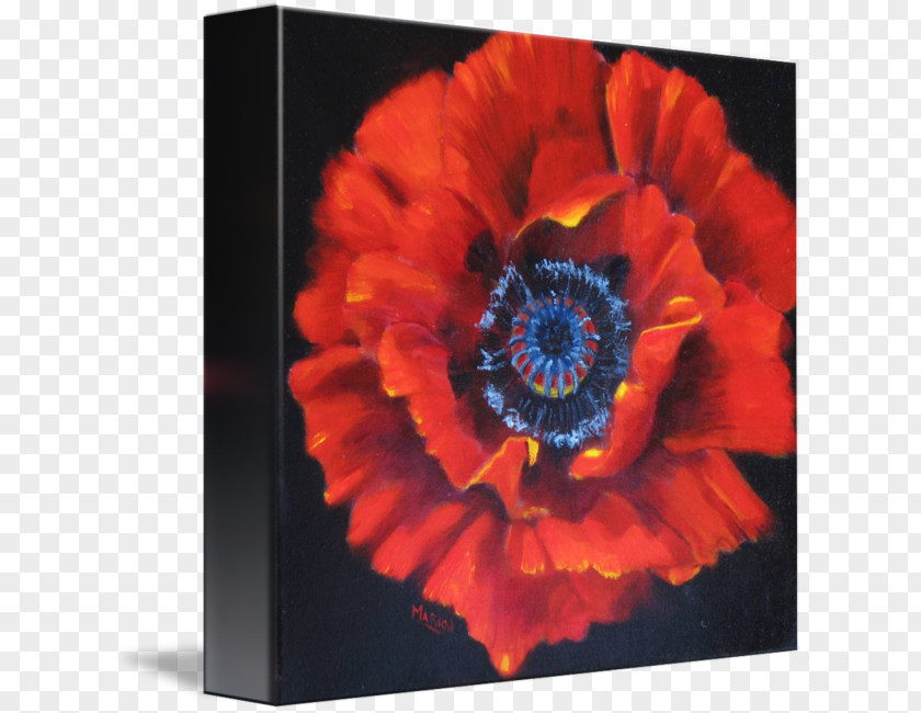 Opium Poppies Poppy Remembrance Seed PNG