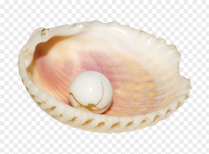 Shell Pearl Inside Conch Seashell Clip Art PNG