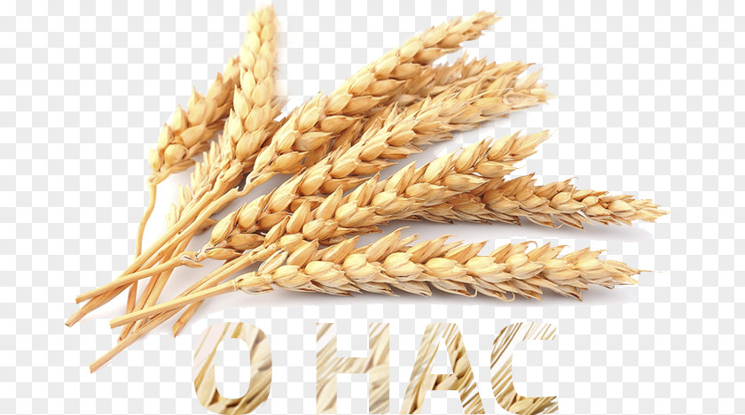 Wheat Germ Oil Cereal Food Barley PNG