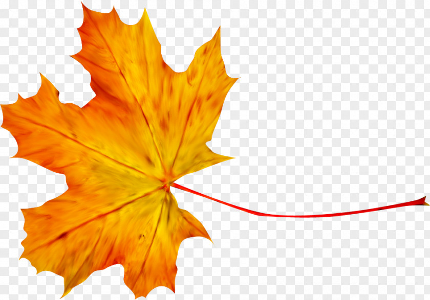 Autumn Maple Leaf Photography Clip Art PNG