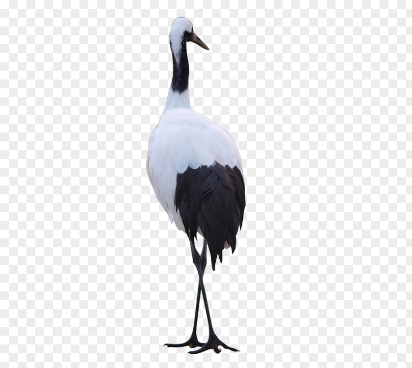 Crane White Stork Red-crowned Bird Heron PNG