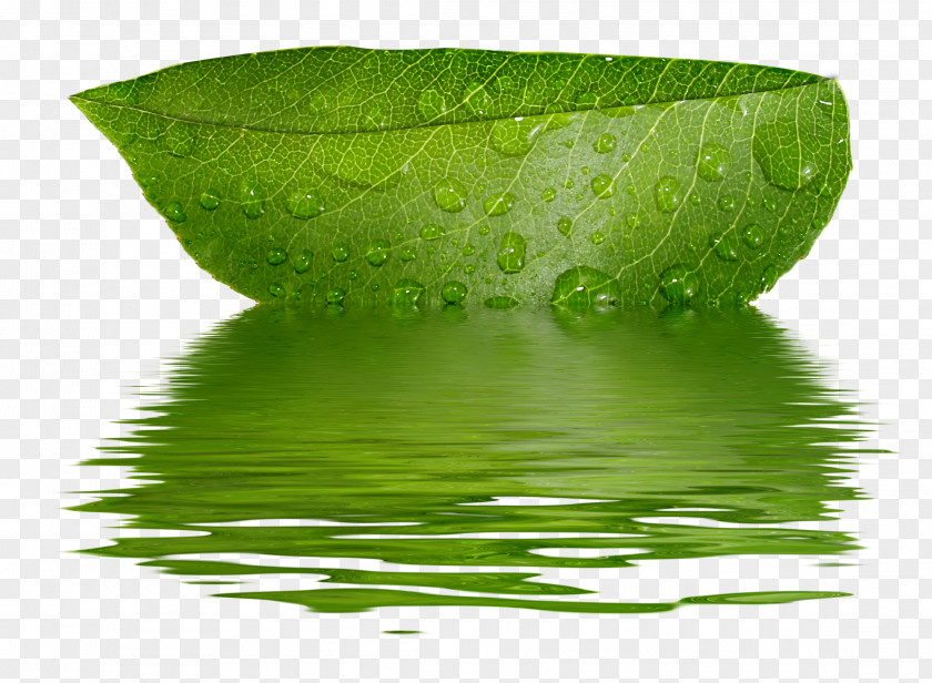 Green Leaves Clip Art PNG