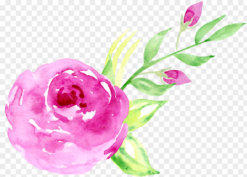 Hand-painted Watercolor Roses Decorative Elements Floral Design Beach Rose Pink Painting PNG