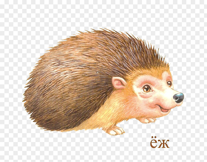 Hedgehog Domesticated Porcupine Rat PNG