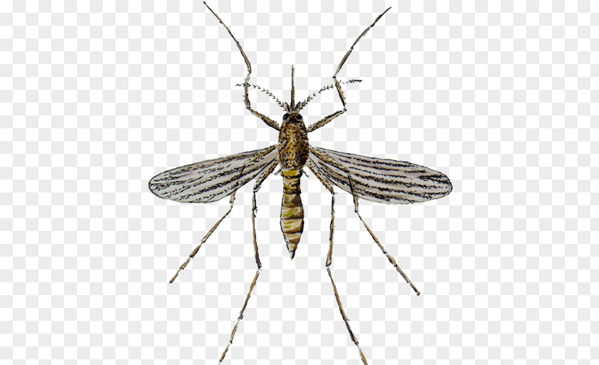 Mosquito Control Pest Insect PNG