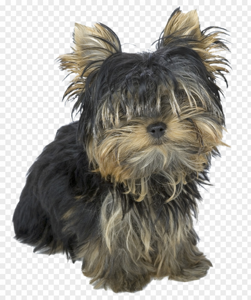 Puppy Yorkshire Terrier Australian Silky Shih Tzu PNG