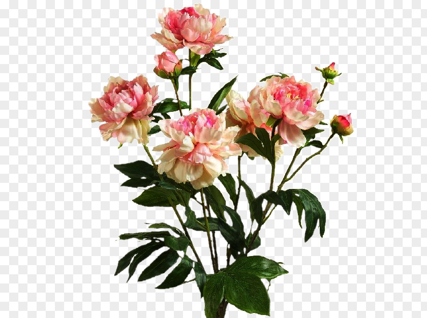 Hydrangea Garden Roses Pink Illustration Flower PNG