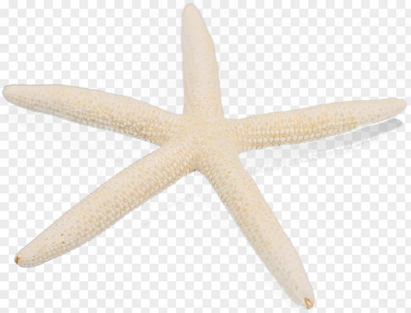 Starfish Marine Invertebrates Echinoderm PNG
