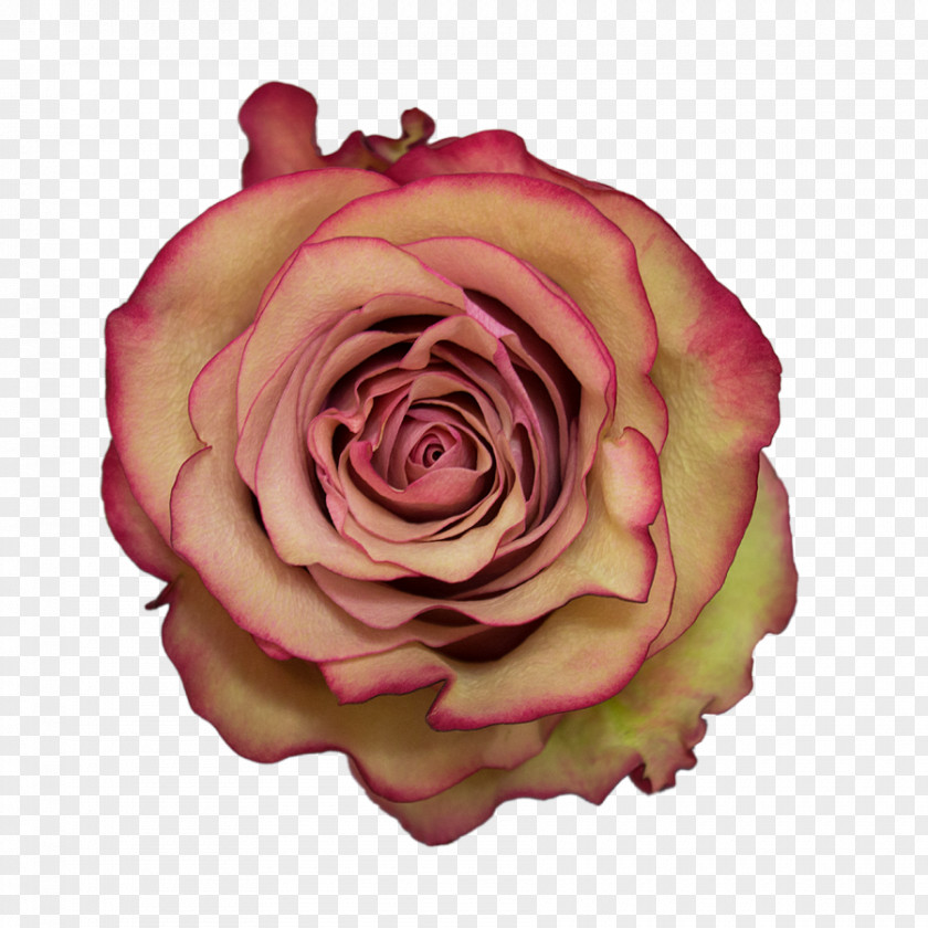 Kissing Suzy Kolber Garden Roses Cabbage Rose Floribunda Molo Cut Flowers PNG