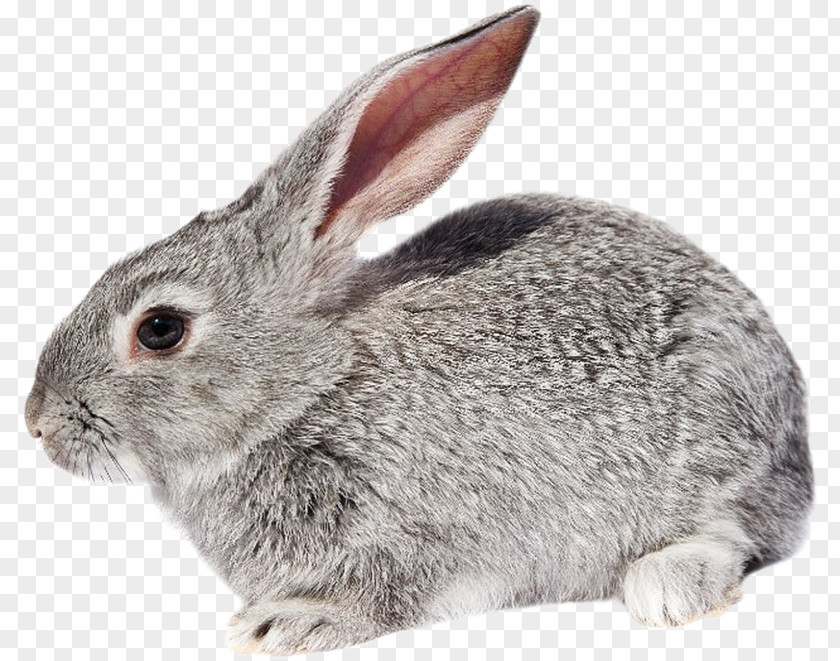 Rabbit Domestic European Hare Fur PNG