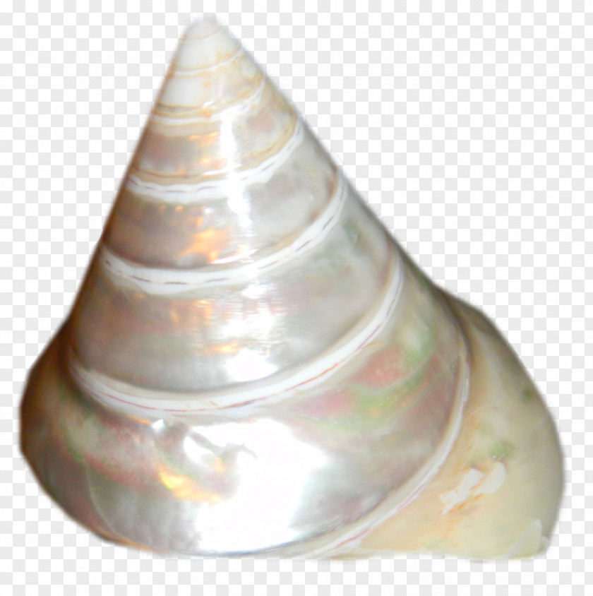 Seashell Shankha Sea Snail Conch PNG