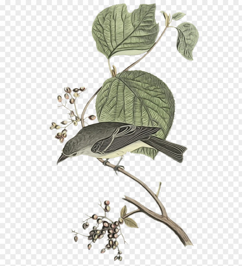 Twig Flora Leaf Herb Beak PNG