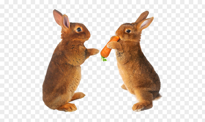Two Rabbits Easter Bunny Hare Carrot Stock Photography Pet PNG