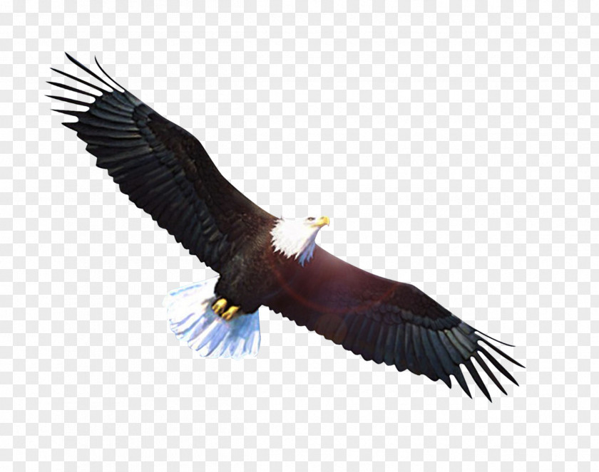 Eagle Bald Vulture PNG