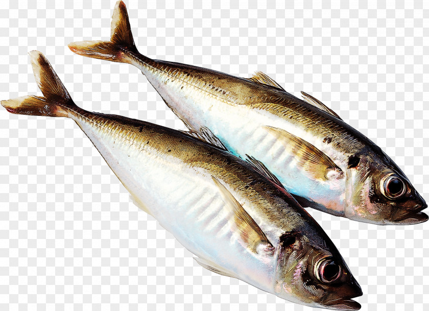 Fish Products Herring Oily PNG