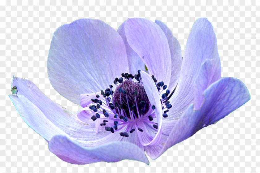Flower Anemone Florist Apennina Purple Innovation PNG