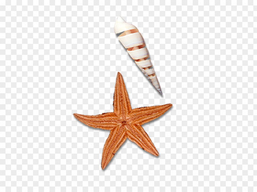 Starfish Sea Snail Designer PNG