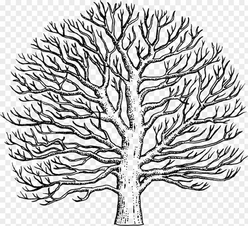 Tree Twig Line Art American Sycamore Drawing PNG