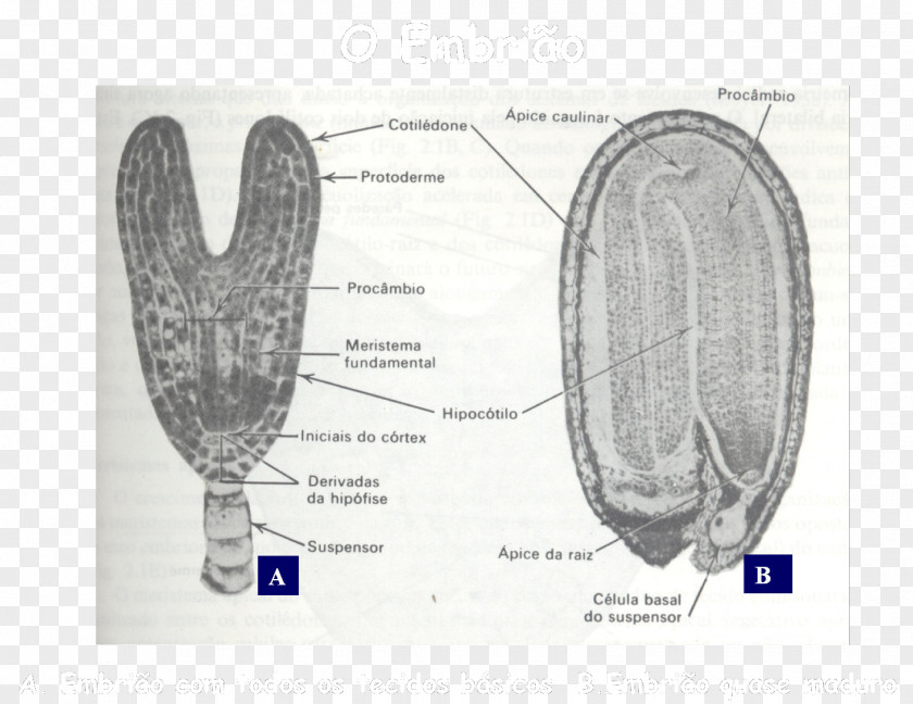 Design Paper Organism Cell PNG