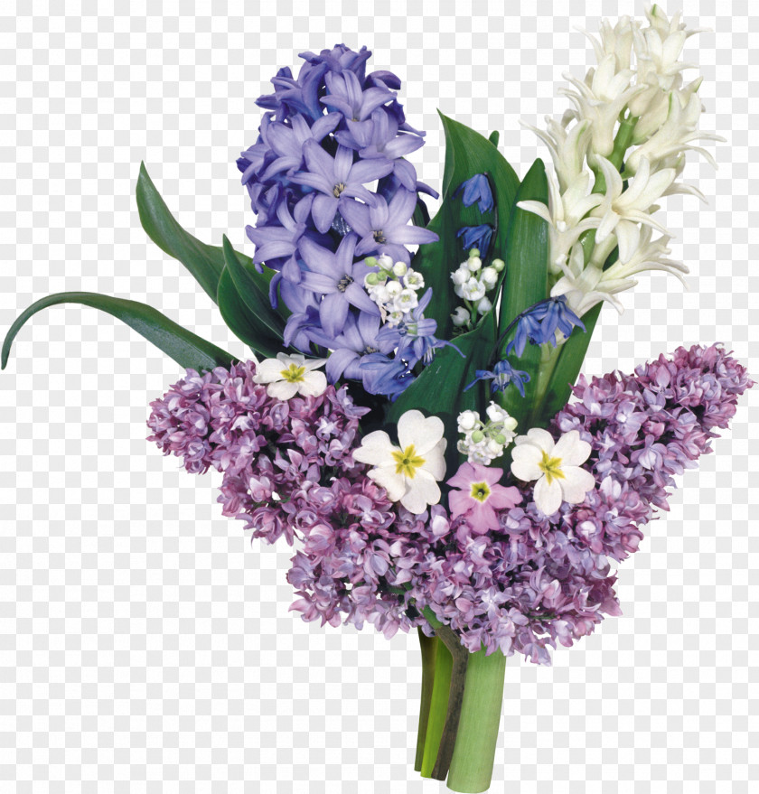 Hyacinth Clip Art PNG